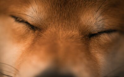 Mantrailing: quand le chien a peur des hommes