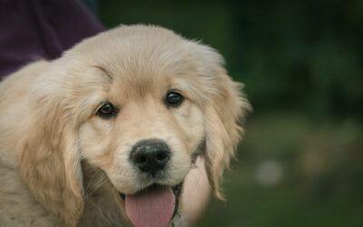 Accueillir un chiot, préparez certains lieux stratégiques