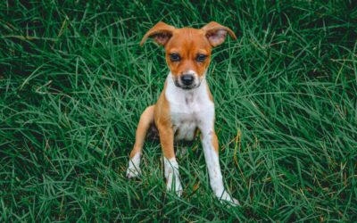 L’Impact des Odeurs sur le Comportement des Chiens