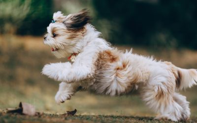 Le manque de stimulation chez le chien