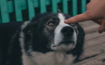 Les éléments naturels qui peuvent avoir un impact sur le nez du chien