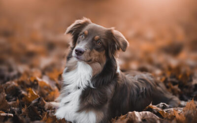 La socialisation essentielle : préparer le chien de recherche pour son travail futur