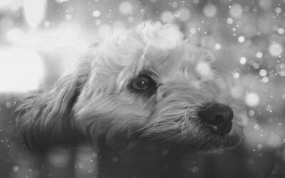 Comprendre et gérer les émotions de votre chien pour une relation harmonieuse