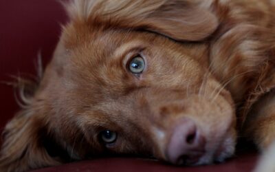 La fatigue décisionnelle chez le chien : et s’il en faisait trop ?