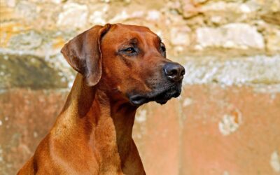 Mantrailing : Apprendre à soutenir son chien… sans lui donner la réponse