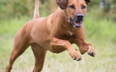La prédation procure-t-elle du plaisir au chien ?