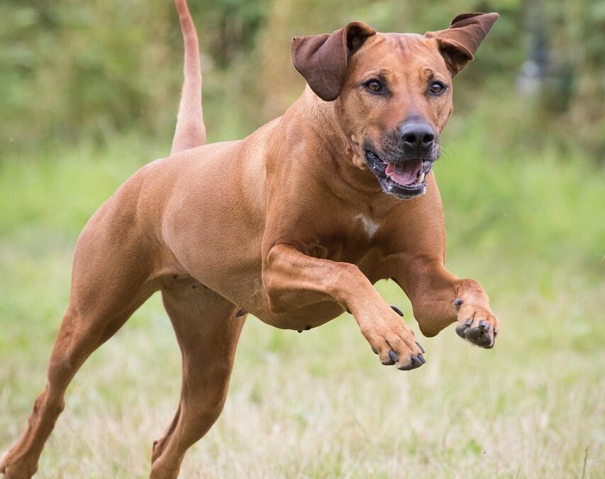 La prédation procure-t-elle du plaisir au chien ?