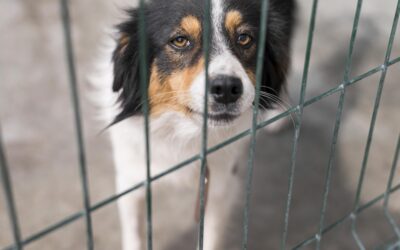 Vous trouvez cet article triste….alors arrêter d’abandonner vos animaux….