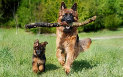 Les bienfaits des tests de cognition chez le chien